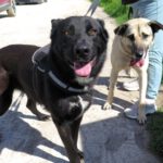 Mischling Noah, 02/2024, ca. 65 cm