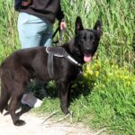 Mischling Noah, 02/2024, ca. 65 cm