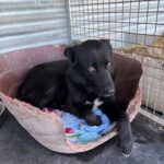 Mischling Noah, 02/2024, ca. 65 cm