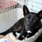 Mischling Noah, 02/2024, ca. 65 cm