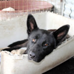 Mischling Noah, 02/2024, ca. 65 cm