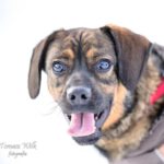 Mischling Nowy, 12/2024, ca. 38 cm