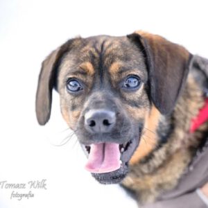 Mischling Nowy, 12/2024, ca. 38 cm