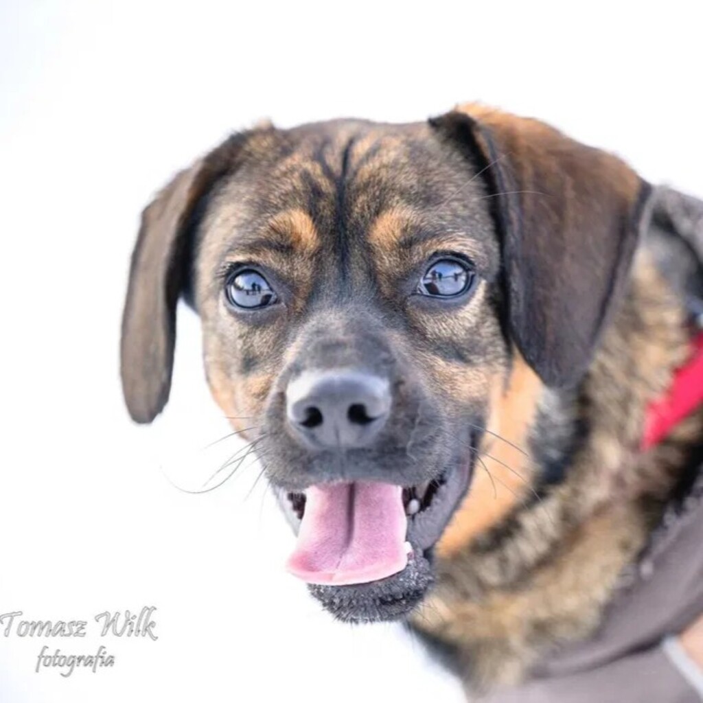 Mischling Nowy, 12/2024, ca. 38 cm