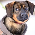 Mischling Nowy, 12/2024, ca. 38 cm