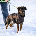 Mischling Nowy, 12/2024, ca. 38 cm