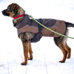 Mischling Nowy, 12/2024, ca. 38 cm