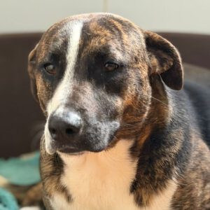 Labrador Mischling Nuno, 02/2024, ca. 57 cm