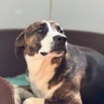 Labrador Mischling Nuno, 02/2024, ca. 57 cm