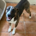 Labrador Mischling Nuno, 02/2024, ca. 57 cm