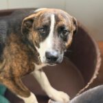 Labrador Mischling Nuno, 02/2024, ca. 57 cm