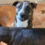 Labrador Mischling Nuno, 02/2024, ca. 57 cm