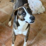 Labrador Mischling Nuno, 02/2024, ca. 57 cm