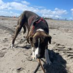 Labrador Mischling Nuno, 02/2024, ca. 57 cm