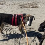 Labrador Mischling Nuno, 02/2024, ca. 57 cm