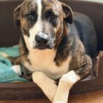 Labrador Mischling Nuno, 02/2024, ca. 57 cm