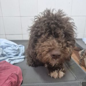 Wasserhund Nutella, 11/2025, ca. 45 cm