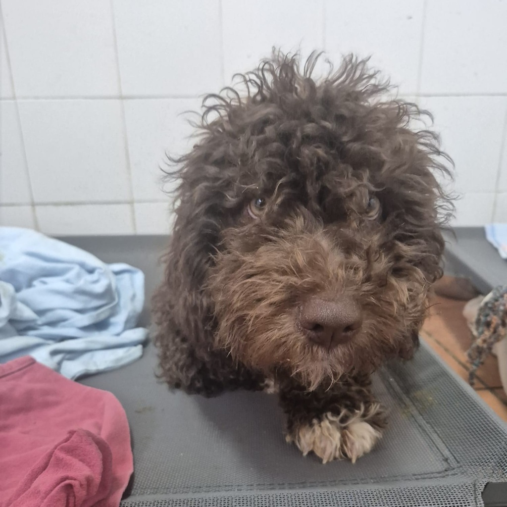 Wasserhund Nutella, 11/2025, ca. 45 cm