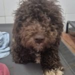 Wasserhund Nutella, 11/2025, ca. 45 cm