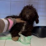 Wasserhund Nutella, 11/2025, ca. 45 cm