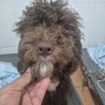 Wasserhund Nutella, 11/2025, ca. 45 cm