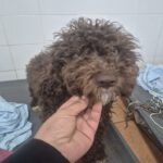 Wasserhund Nutella, 11/2025, ca. 45 cm