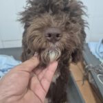 Wasserhund Nutella, 11/2025, ca. 45 cm