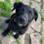 Labrador Mischling Nyx, 12/2025, Endgröße ca. 55 cm