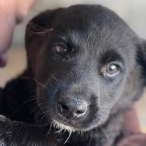 Labrador Mischling Nyx, 12/2025, Endgröße ca. 55 cm