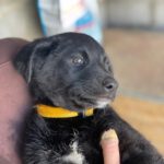 Labrador Mischling Nyx, 12/2025, Endgröße ca. 55 cm