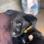 Labrador Mischling Nyx, 12/2025, Endgröße ca. 55 cm