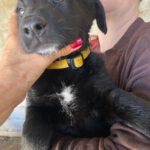 Labrador Mischling Nyx, 12/2025, Endgröße ca. 55 cm