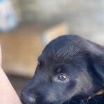 Labrador Mischling Nyx, 12/2025, Endgröße ca. 55 cm