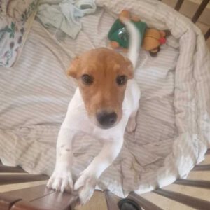 Mischling Odin, 12/2025, Endgröße ca. 35 cm