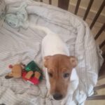 Mischling Odin, 12/2025, Endgröße ca. 35 cm