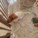 Mischling Odin, 12/2025, Endgröße ca. 35 cm