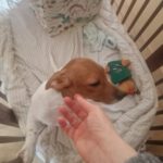 Mischling Odin, 12/2025, Endgröße ca. 35 cm