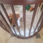 Mischling Odin, 12/2025, Endgröße ca. 35 cm