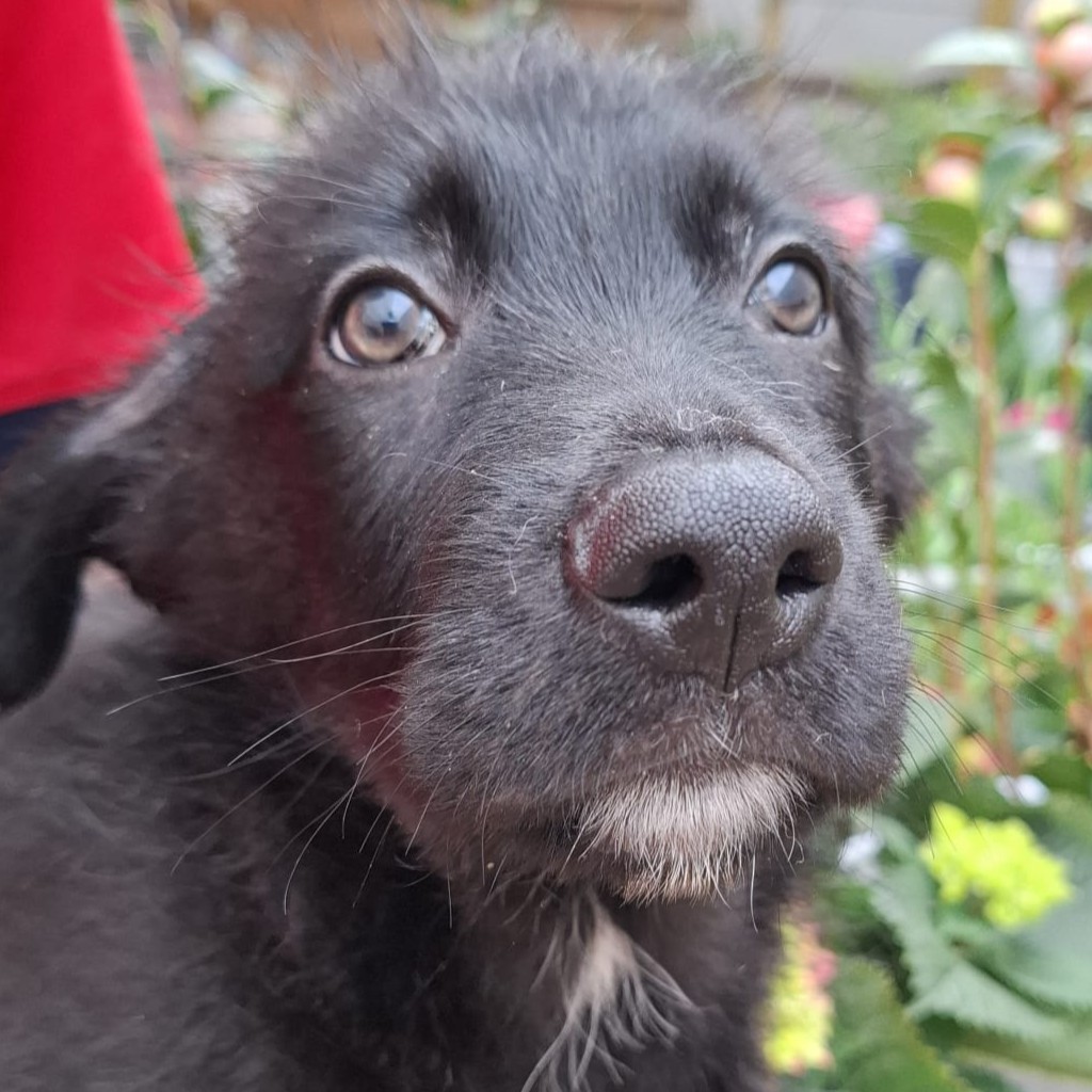 Mischling Odin, 12/2025, Endgröße ca. 50 cm