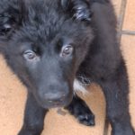 Mischling Odin, 12/2025, Endgröße ca. 50 cm