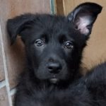 Mischling Odin, 12/2025, Endgröße ca. 50 cm