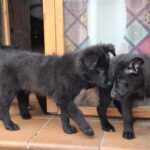 Mischling Odin, 12/2025, Endgröße ca. 50 cm