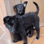 Mischling Odin, 12/2025, Endgröße ca. 50 cm