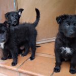 Mischling Odin, 12/2025, Endgröße ca. 50 cm