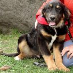 Mischling Ole, 11/2025, ca. 63 cm