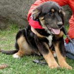 Mischling Ole, 11/2025, ca. 63 cm