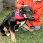 Mischling Ole, 11/2025, ca. 63 cm