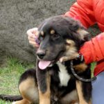 Mischling Ole, 11/2025, ca. 63 cm