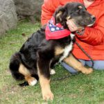 Mischling Ole, 11/2025, ca. 63 cm