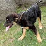 Mischling Ole, 11/2025, ca. 63 cm